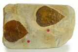 Wide Plate with Two Fossil Leaves (Two Species) - Montana #331821-1